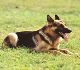 Adestramento de cães na Penha - RJ