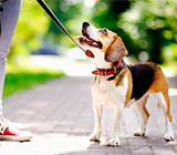 Cuidadores de Animais na Penha - RJ
