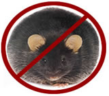 Desratização na Penha - RJ